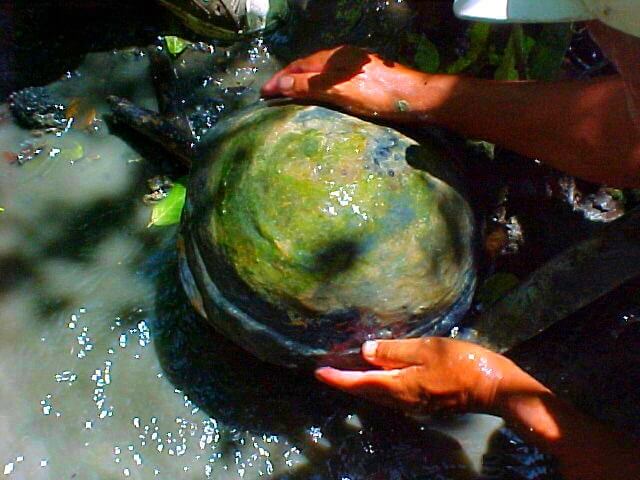 Finding dinosaur eggs, Hacienda El Dorado Ecuador