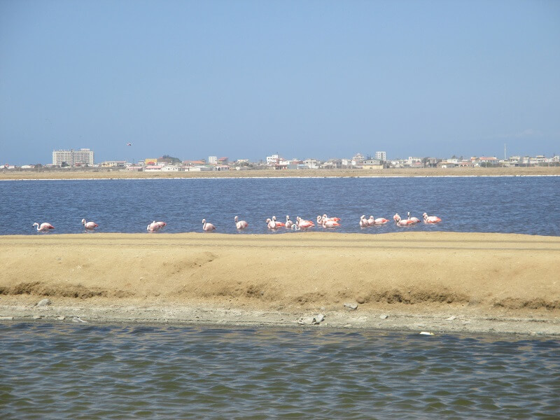 Flamingos in Salinas, Ecuador