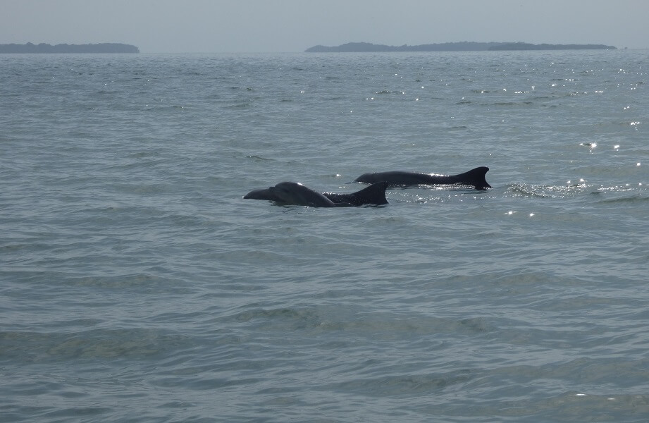 Dolphin Tour hacienda-eldorado.com Ecuador