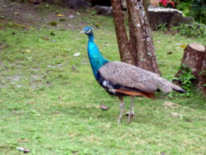 Pfau Hacienda El Dorado